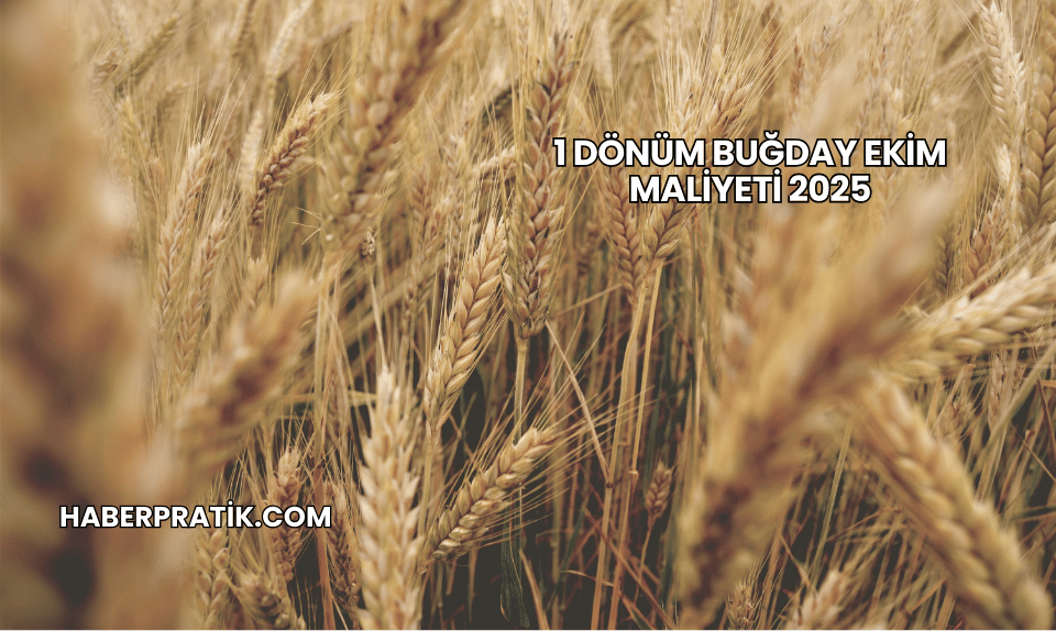 1 Dönüm Buğday Ekim Maliyeti 2025