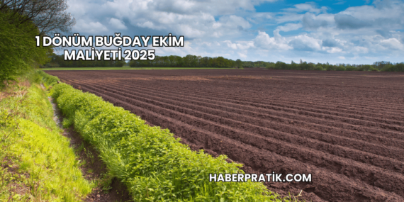 1 Dönüm Buğday Ekim Maliyeti 2025