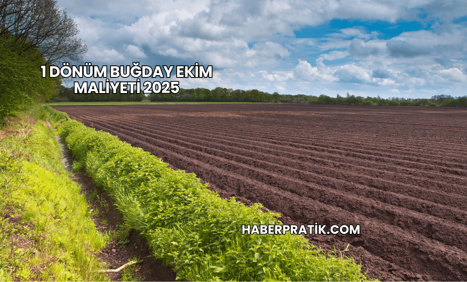 1 Dönüm Buğday Ekim Maliyeti 2025