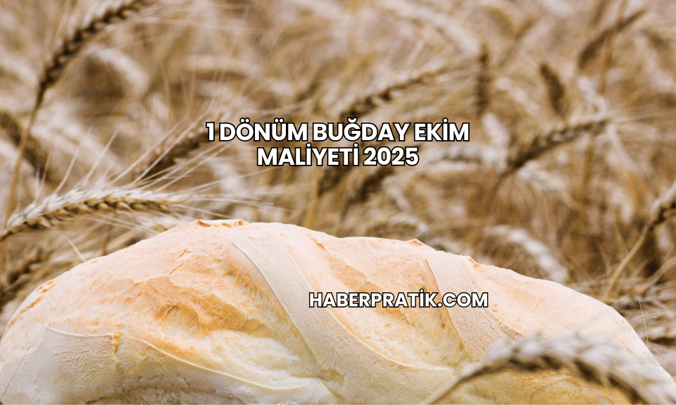 1 Dönüm Buğday Ekim Maliyeti 2025