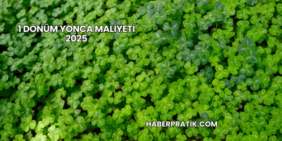 1 Dönüm Yonca Maliyeti 2025
