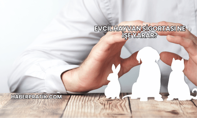 Evcil Hayvan Sigortası Ne İşe Yarar?