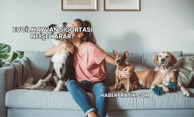 Evcil Hayvan Sigortası Ne İşe Yarar?