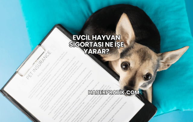 Evcil Hayvan Sigortası Ne İşe Yarar?