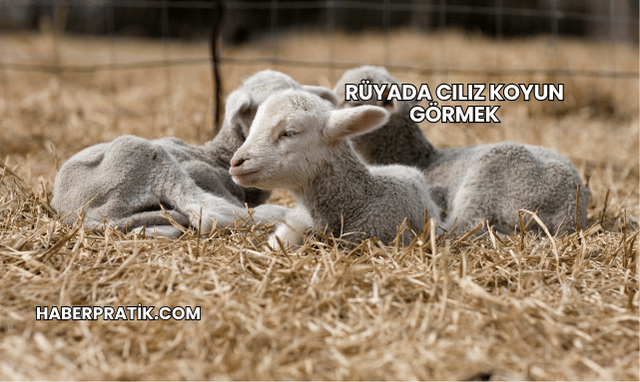 Rüyada Cılız Koyun Görmek